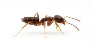 نتیجه جستجوی لغت [ants] در گوگل