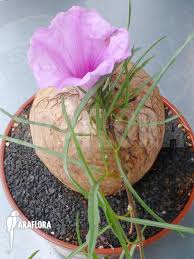 Image result for Ipomoea bolusiana