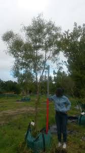 Image result for Heteropyxis natalensis