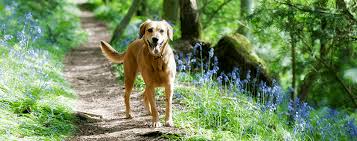 How to keep gnats off dogs? Keep Flies Off Your Pets