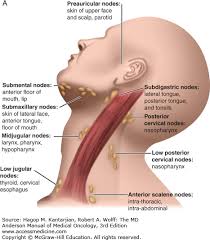 Some head and neck cancers are related to the human papillomavirus (hpv). Head And Neck Cancer Oncohema Key
