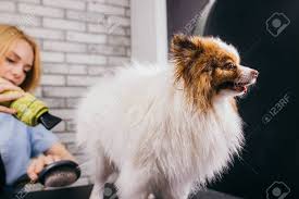 Find the perfect dog hair dry stock photos and editorial news pictures from getty images. Careful Female Groomer Blow Dry Dogs Hair Before Cutting Spitz After Shower Calmly Sit On Table In Grooming Salon Stock Photo Picture And Royalty Free Image Image 144897453