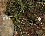 Image result for Trachyandra saltii