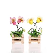 Image result for Polystachya ottoniana