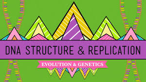 8 3 dna replication proprofs quiz. Dna Structure And Replication Crash Course Biology Pbs Learningmedia
