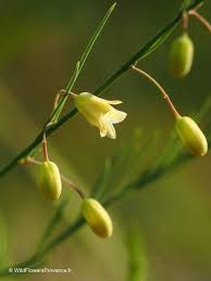 Image result for Asparagus flavicaulis