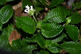 Image result for Rubiaceae