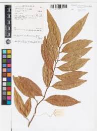 Image result for Dichapetalum