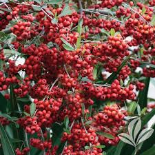 Image result for Pyracantha