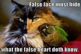 Shakespeare False Face Funny Animal Pictures Funny Animals Cool Cats