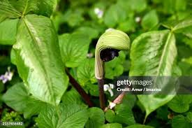 Image result for Arisaema mildbraedii