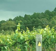 Image result for peronospora grapevine