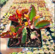 Image result for Kalanchoe sexangularis