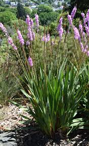 Image result for Watsonia
