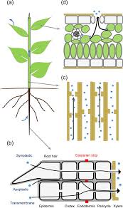 We did not find results for: Movement Of Water From Soil To The Atmosphere Through A Plant A A Download Scientific Diagram
