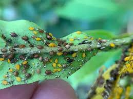 Image result for puklice švestková obrázek