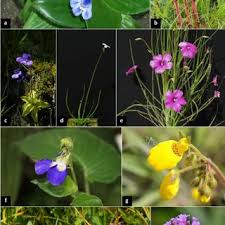 Image result for Epistemma neuerburgii