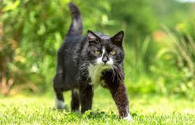 ‪Understanding cat roaming behaviour | Petplan‬‏