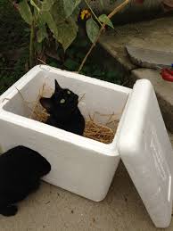 Maybe you would like to learn more about one of these? Quick And Easy Ideas For Low Cost Outdoor Cat Shelters Cats In My Yard