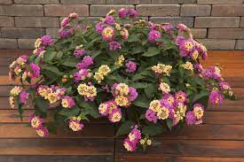 Lantana Pictures National Garden Bureau Lantana Pollinator Garden Container Gardening
