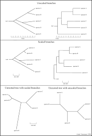 Phylogenetics