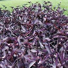 Image result for Tradescantia pallida