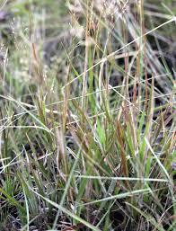 Image result for Panicum hymeniochilum
