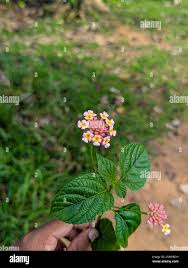 Image result for Lantana angolensis