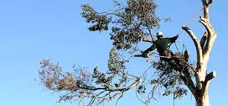 Tree Care Services In St Louis Omni Tree Service