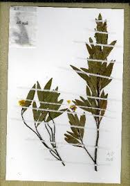 Image result for Campylospermum