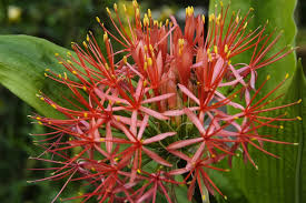 Image result for Scadoxus multiflorus