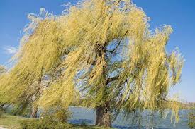 Alba ), which is characterized by yellow, pendulous twigs; Salix Alba Tristis White Willow