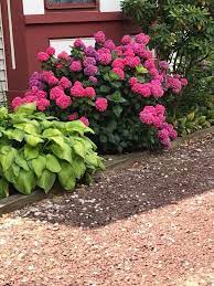 A great accent plant in shade gardens or mixed in with other lower growing plants and shrubs. Id I Have Never Seen A Hydrangea In This Vivid Pink