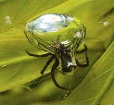 Your spider will manage to survive without food for a long time. Scuba Spiders Diving Arachnids Can Breathe Underwater Live Science