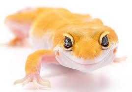 We would like to show you a description here but the site won't allow us. Eublepharis Macularius Leopard Gecko Reptilianostra