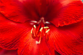 29 garden poems share these garden poems with members of your garden club or with someone who has a passion for planting. Amaryllis Meaning And Symbolism Ftd Com