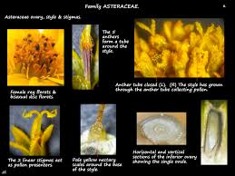 Image result for Asteraceae