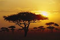 Image result for Acacia tortilis