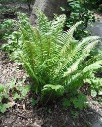 Christmas Fern Christmas Fern Plants Ferns For Sale