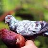 Gambar mewarnai burung anak tk paud dan sd gambar burung perkutut sahabat pecinta foto hewan kali ini admin akan share kumpulan foto burung hantu yang bagus nih silahkan dilihat lihat kalau tertarik untuk download. Https Encrypted Tbn0 Gstatic Com Images Q Tbn And9gcrwtvdrv3jmj Hehgj4fnfgbtgnfd5y3b6erfpeznydeaq Hmrn Usqp Cau