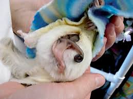 Sugar Gliders Veterian Key