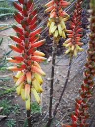 Image result for Aloe lutescens