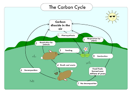 Gcse Biology Carbon Cycle Worksheets And A3 Wall Posters Updated Teaching Resources In 2020 Carbon Cycle Biology Poster Wall