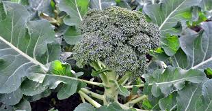 Sowing seeds broccoli can be direct seeded or started indoors for transplants. How To Plant And Grow Broccoli Gardener S Path