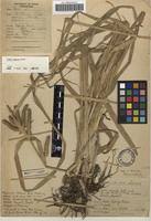 Image result for Carex cognata