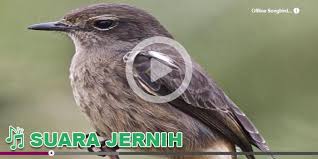 Suara burung decu terbaru gratis dan mudah dinikmati. Kicau Burung Masteran Decu Fur Android Apk Herunterladen