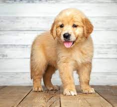 Minimum of 4 dogs earning titles. Golden Retriever Puppies Nc Akc Petfinder