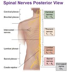 Peripheral Nervous System Spinal Nerves And Plexuses