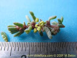 Image result for Suaeda sp. B