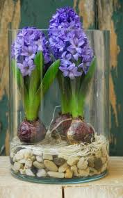 Zwiebelblumen Buntes Treiben Am Fenster Winterpflanzen Zimmerblumen Blumenzwiebeln